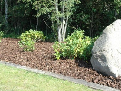 Nåleflis egner sig fortrinligt til surbundsbede - her rhodendendron.